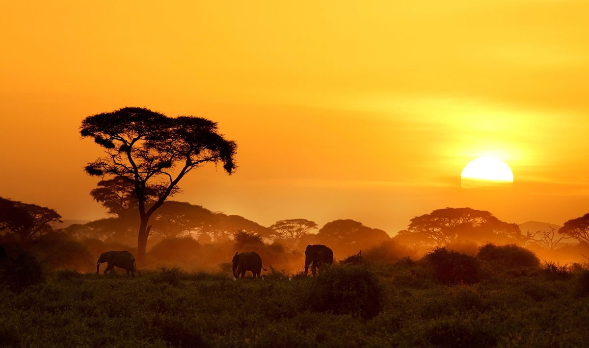 Africa Safari
