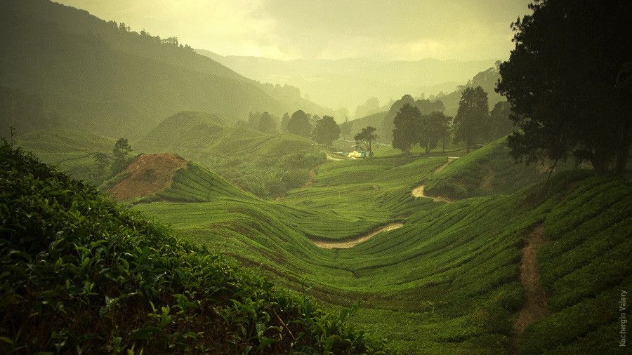 Cameroon